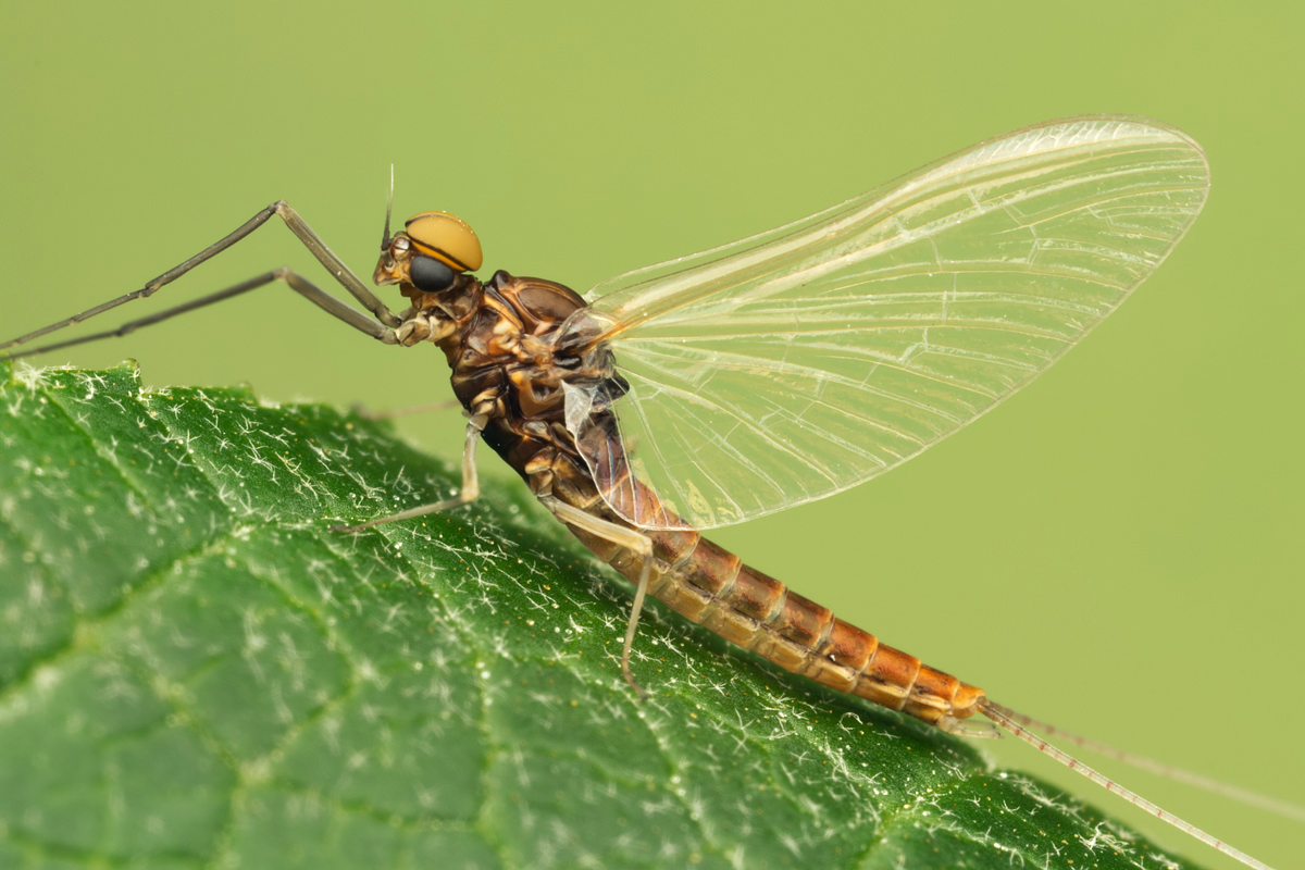 Mayfly 2